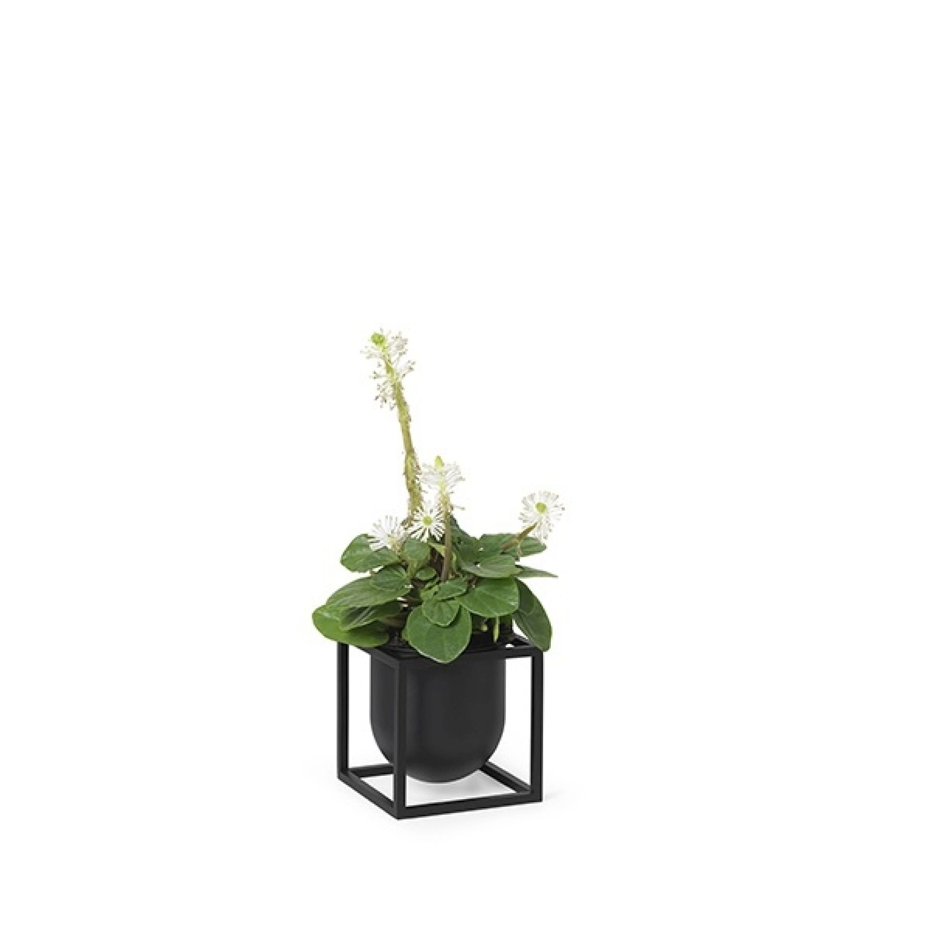 Kubus Flowerpot Blumentopf Audo EINZELSTÜCK | B 10 x T 10 x H 10
